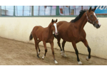 6-7.10.2018 Arezzo Tiberiade Rassegna Foals