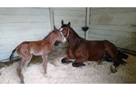 TIBERIADE E LA MAMMA